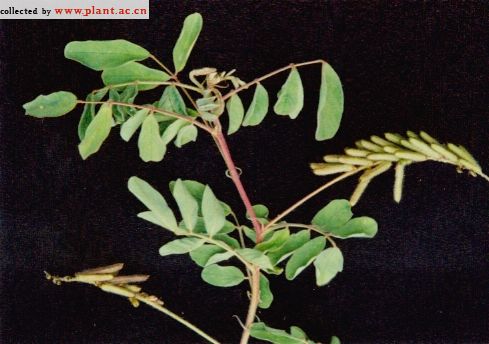 FERA-127第一次爱儿子的母亲赤裸的心和阴道射精彩色，老司机迅雷下载，母子禁忌之恋震撼呈现