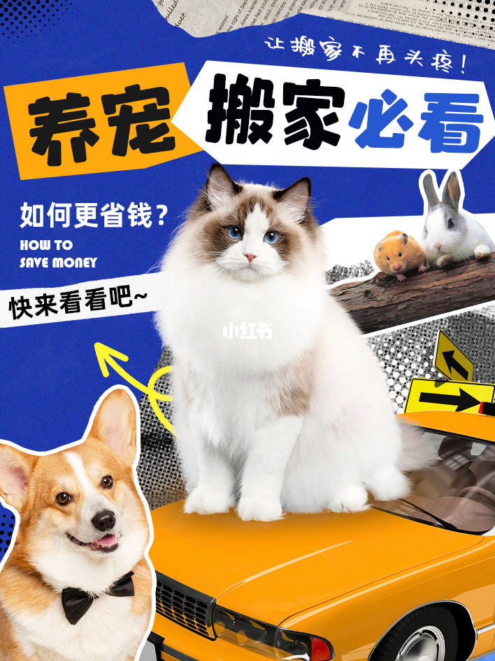 毛多多水多多带来欢乐时光，轻松养宠，快乐生活，享受每一天