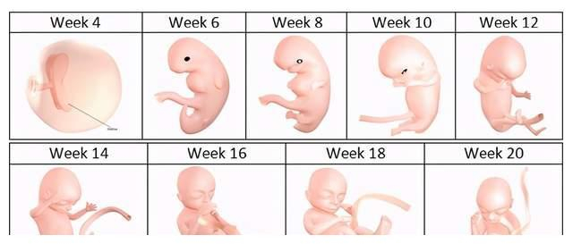 孕妇xxxbx孕期营养指南，健康饮食建议，胎儿发育关键阶段