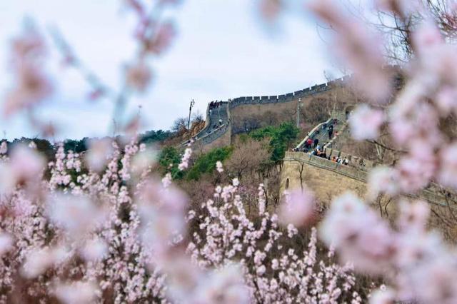 五月丁香综合在线绽放芬芳，探寻春日浪漫，邂逅最美丁香花季