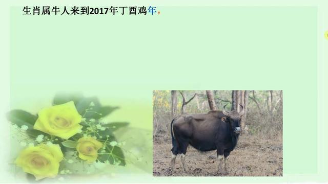 牛牛视频在线观看高清流畅，免费海量资源，随时随地畅享精彩内容
