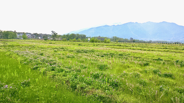 1.国产视频青青草展现田园风光