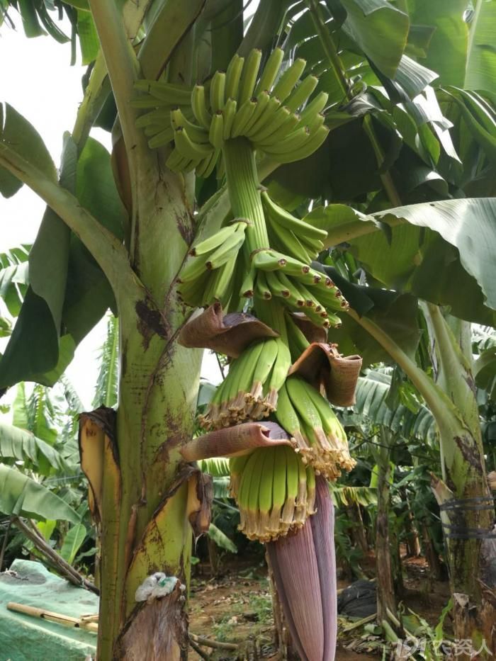 亚洲区二区鲁香蕉种植技术，提升产量与品质，打造高效农业新模式