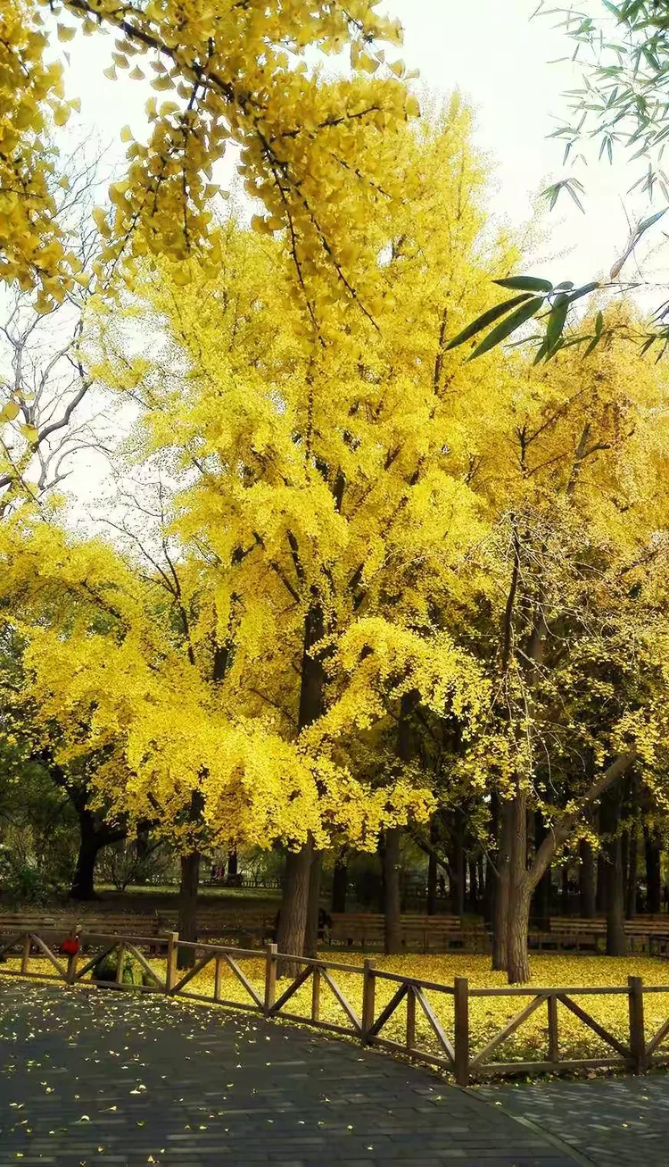 五月丁香狠狠爱绽放，浪漫芬芳，醉人季节，邂逅最美花海时光