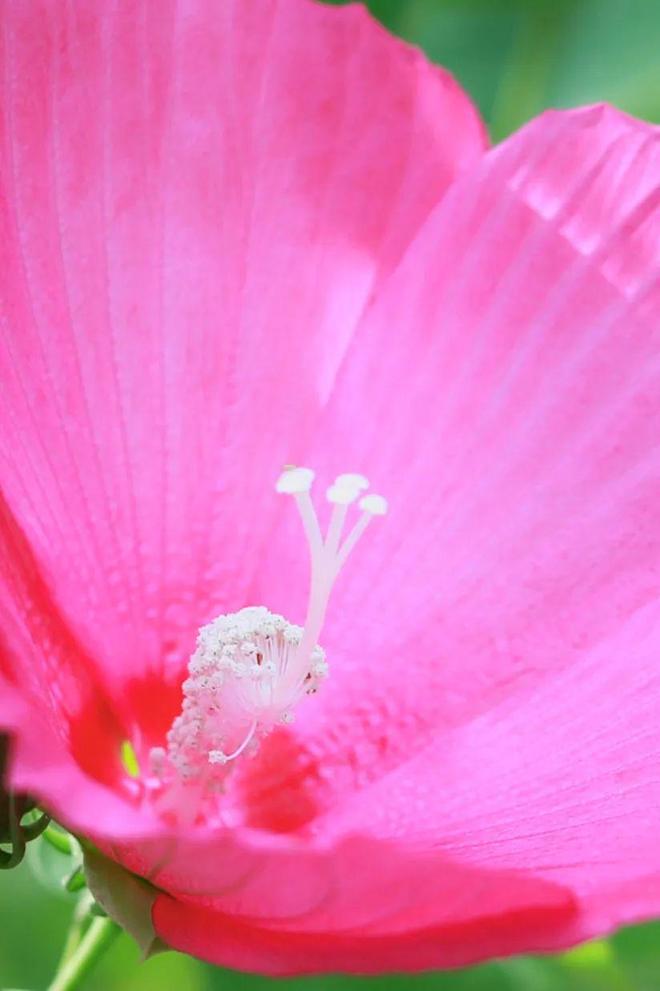 5月丁香亚洲综合网绽放芬芳，探寻花语奥秘，共赏春日盛景