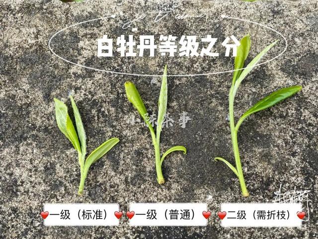三级毛片a一级特级免费在线观看，高清无码视频资源，最新热门成人影片下载