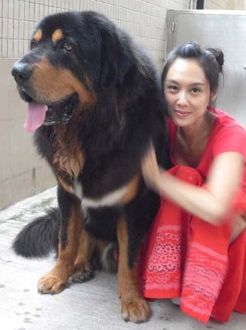 藏獒在我胯下疯狂呻吟，震撼瞬间揭秘，猛犬驯服技巧，独家训练心得分享