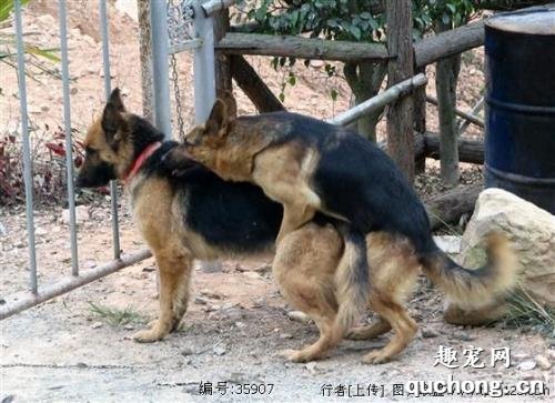 1.黄色免费裸影片人狗交配视频