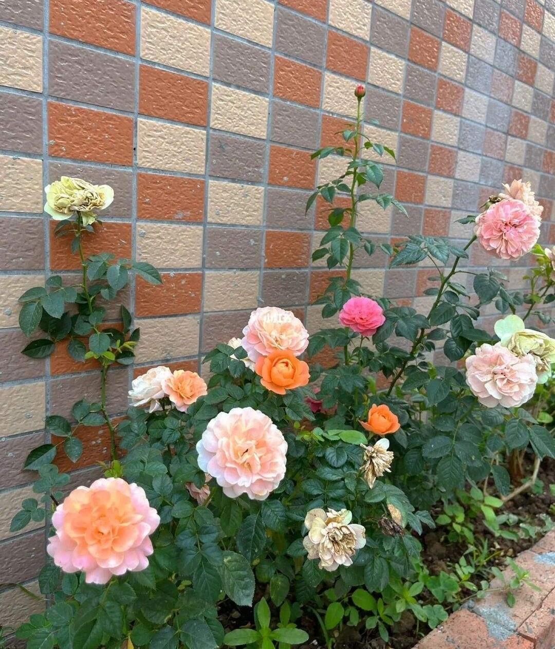 3.摘花季节来临，掌握这些技巧，让花朵更美