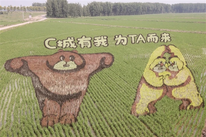 秋霞鲁丝映金风，稻浪翻涌，丰收画卷醉人心