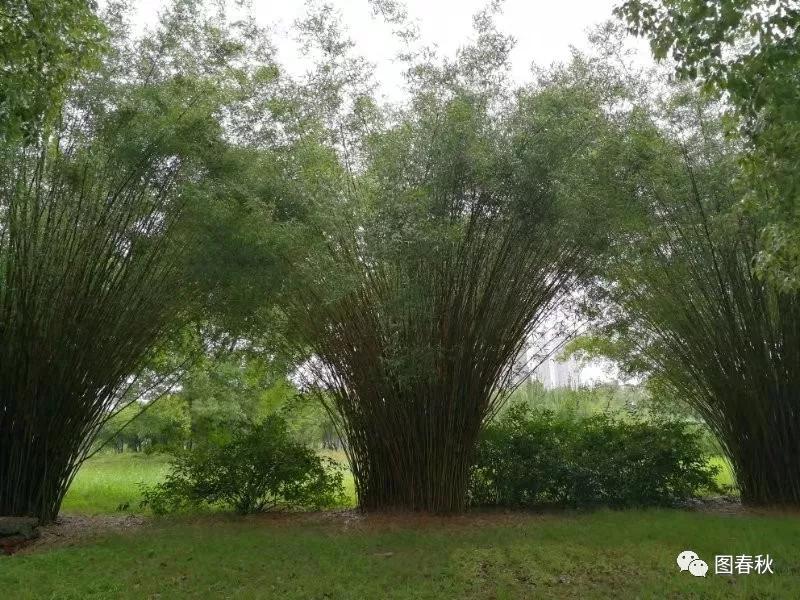 青青青草视频在线观看高清免费，畅享自然美景，感受清新草原风光