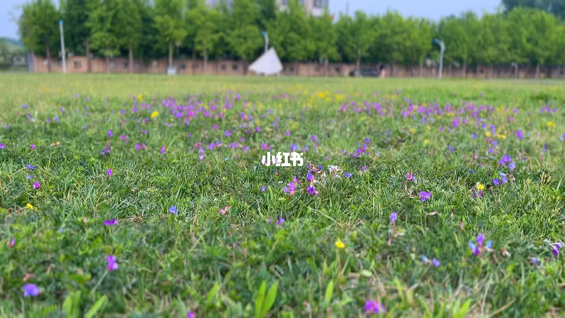 青青草avse春意盎然花开满园，微风轻拂绿意无边，自然美景尽收眼底