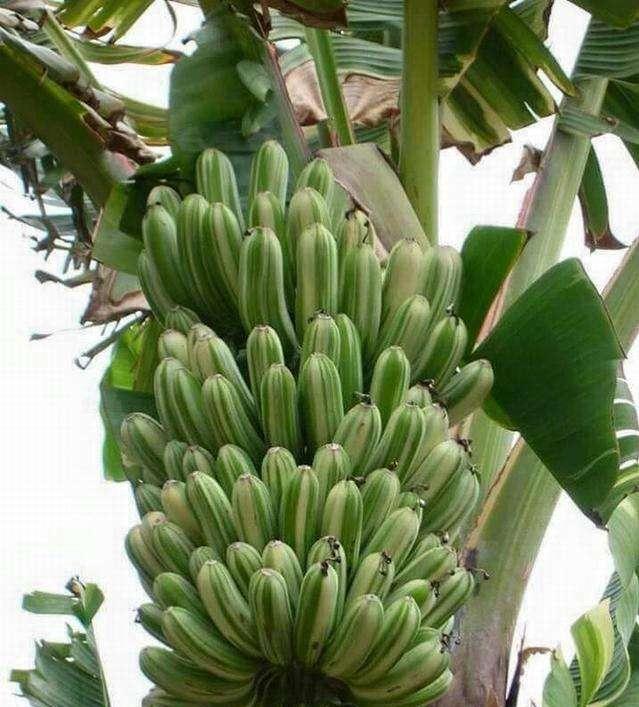 伊人久久大香线蕉aV蕉，大香线蕉aV蕉伊人久久，伊人久久大香线蕉aV蕉精选