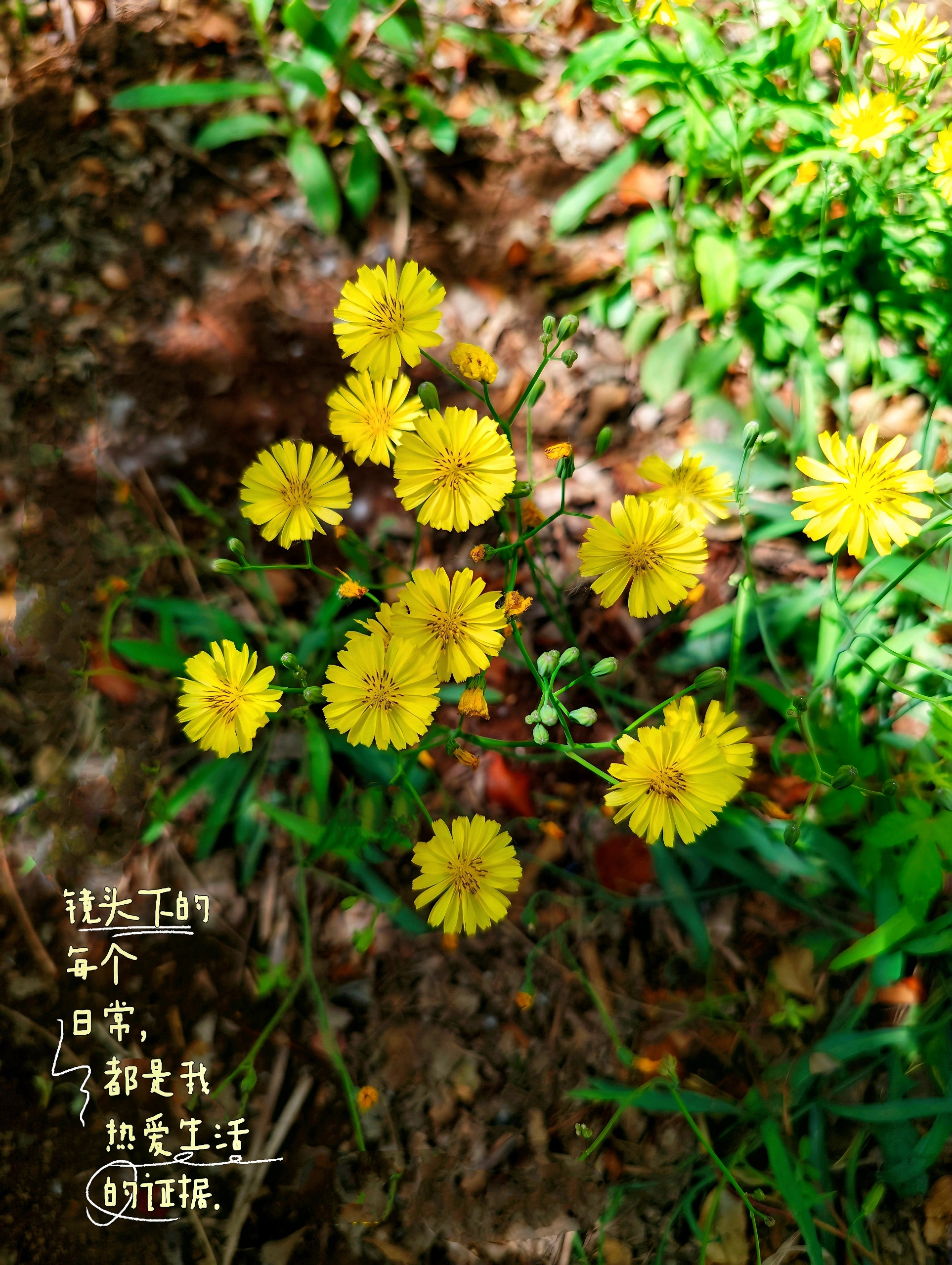 丰满的闺蜜3带来温馨友谊，分享生活点滴，感受真挚情感与快乐时光