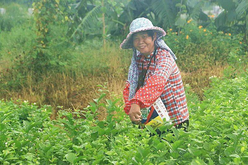 农村妇女毛片精品久久莱园子丰收季，田园风情，质朴生活展现乡村魅力