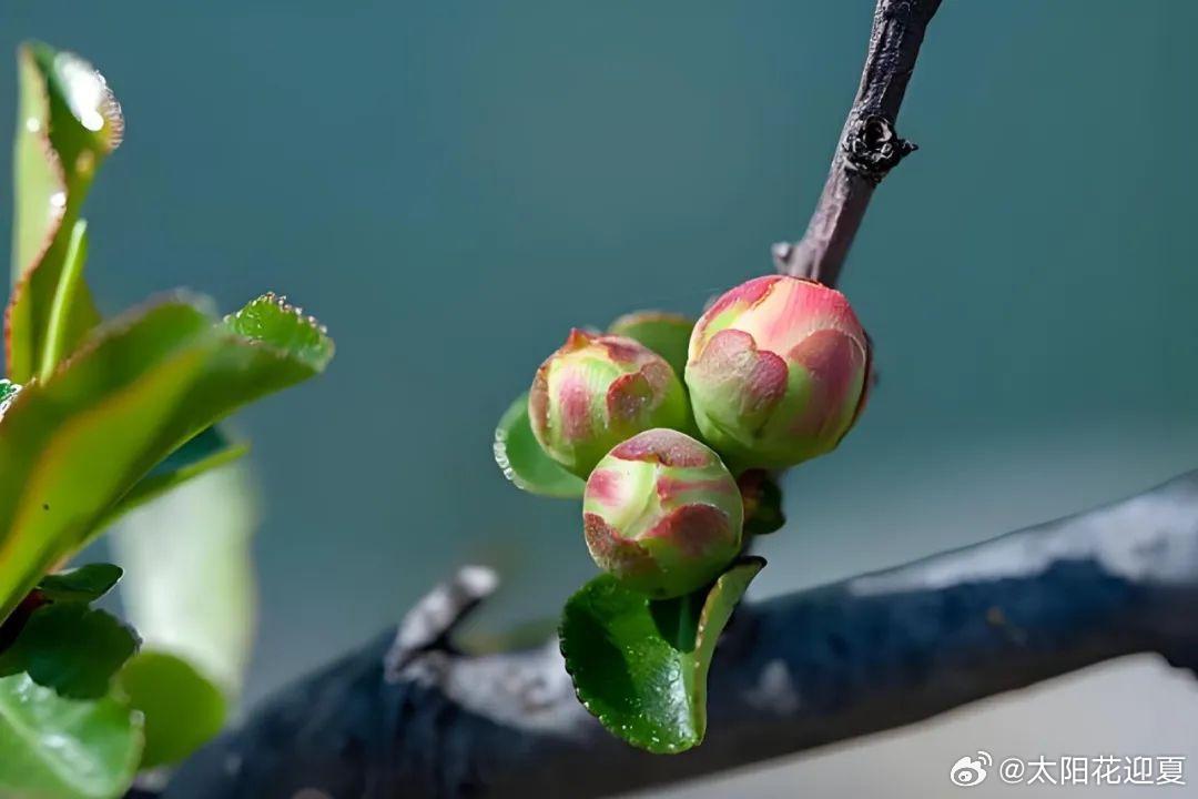 2.极品嫩苞美图鉴赏，清新自然风，绝美视觉盛宴，收藏必备