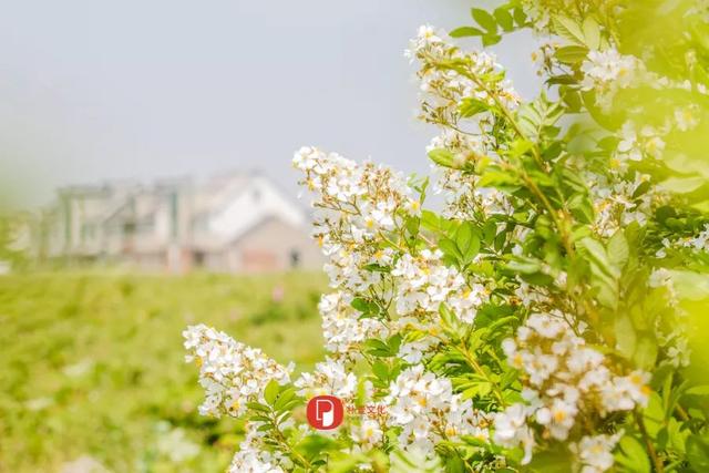 丁香五月另类色婷婷麻豆绽放独特魅力，五月芬芳，另类风情，麻豆风采