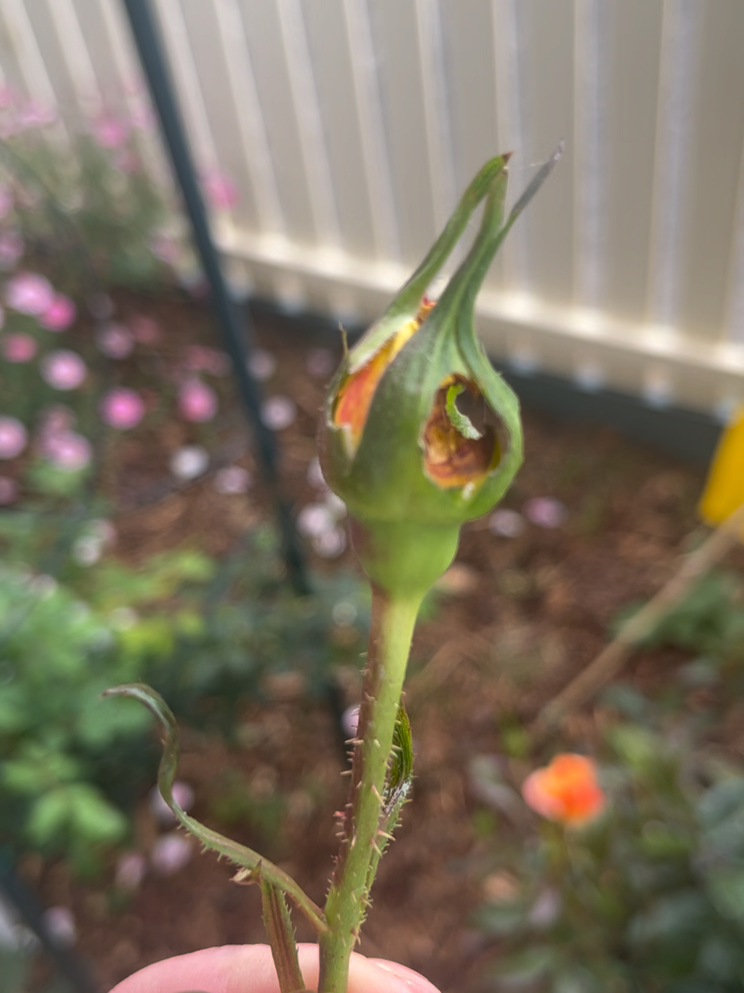 嫩苞被破疼的哭求饶娇弱花朵遭摧残，无助呻吟惹人怜，谁能抚慰这伤痛