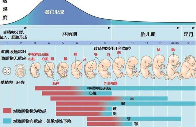 孕妇xxxbx孕期营养指南，健康饮食建议，胎儿发育关键阶段