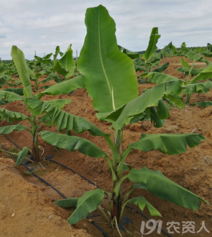 亚洲区二区鲁香蕉种植技术，提升产量与品质，打造高效农业新模式