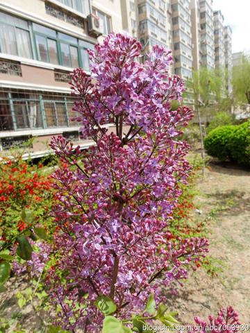 丁香玖玖视频精彩瞬间 丁香玖玖最新动态 丁香玖玖生活分享