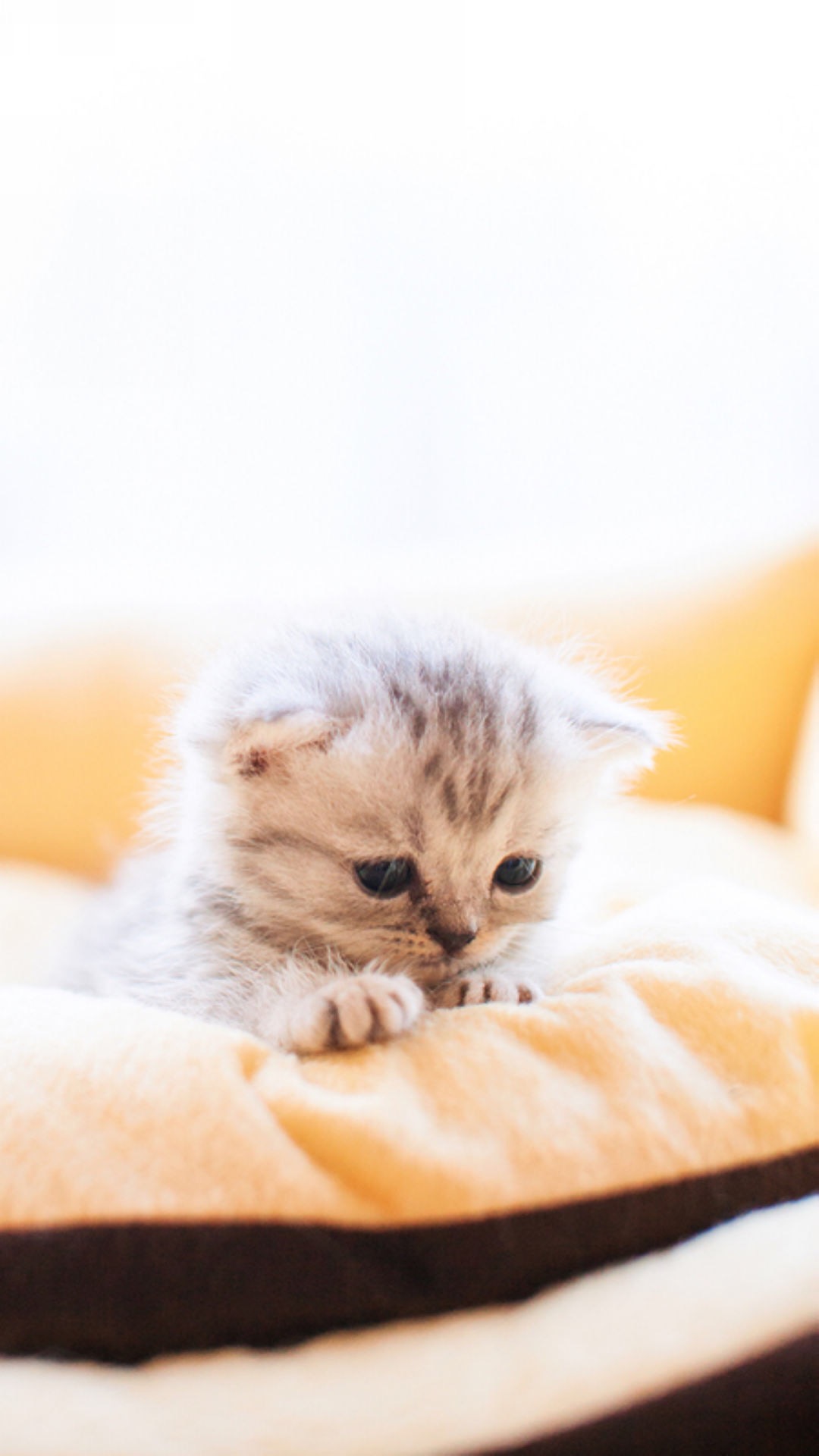 1.色猫咪视频在线网站可爱萌宠 1.色猫咪视频在线网站可爱萌宠