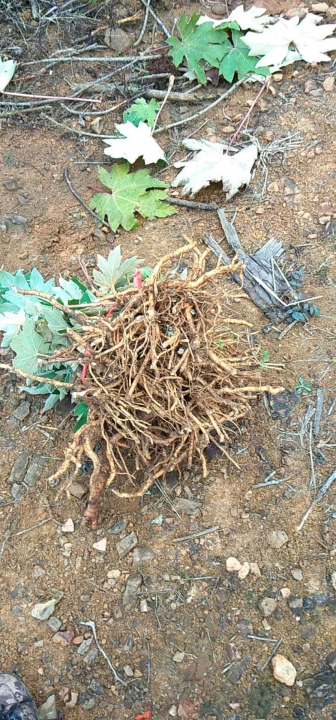 通草苗多少钱一株浜，最新价格趋势，购买渠道推荐，种植技巧分享