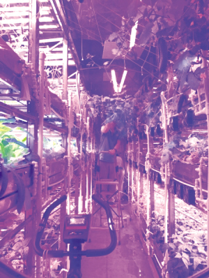 非洲性TV探索神秘大陆风情，揭秘独特文化魅力，展现真实生活图景