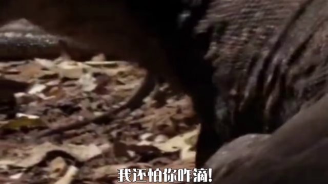 2.稀奇巨茎异交videos,独家揭秘,颠覆认知,全网疯传