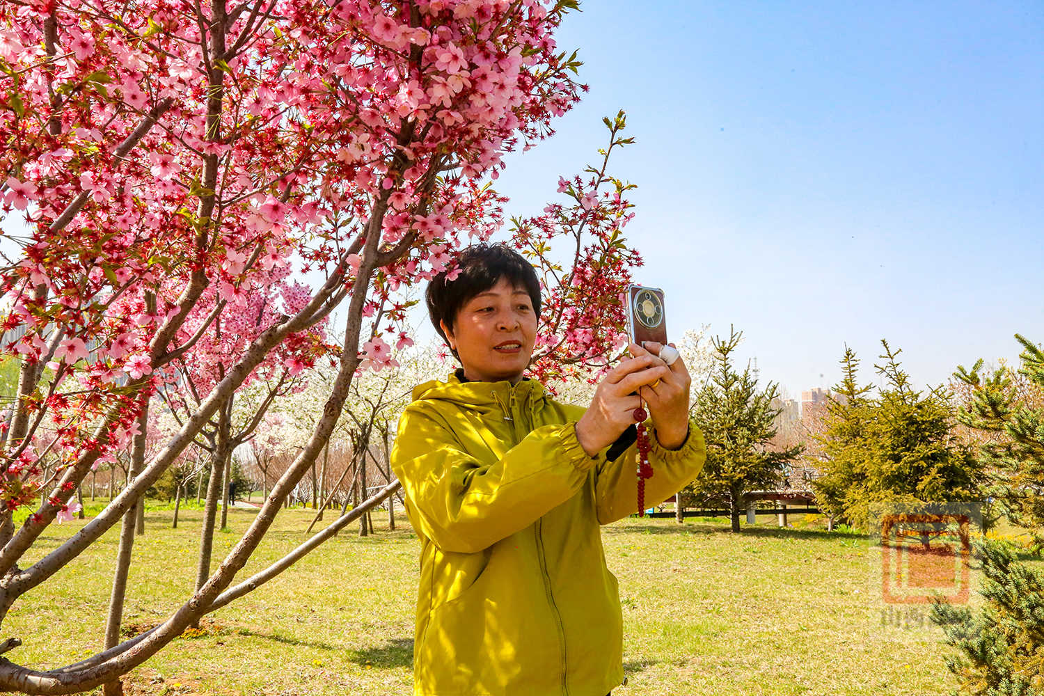 1.伊人久久久久樱花绽放春意浓