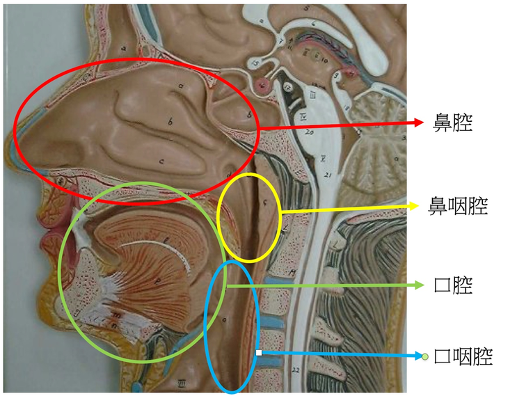 阴脣上穿孔戴环的独特魅力，探索身体艺术，展现个性与自信之美