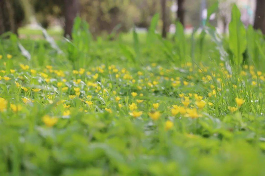 1.色香五月花开满园芬芳四溢