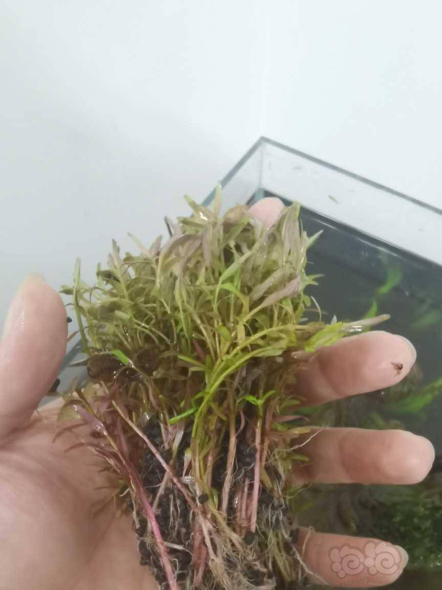 撸撸干撸撸草养护技巧，轻松打理庭院，打造绿色舒适空间