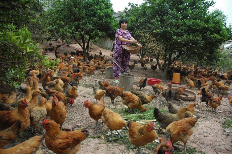 欧美妇女与禽养殖技术革新，探索高效饲养模式，提升产业效益
