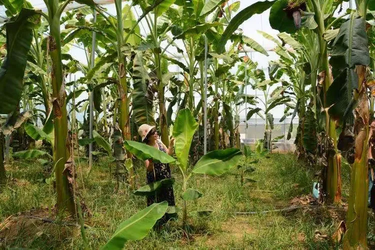 亚洲久久大香蕉的种植技巧与营养价值，了解它的健康益处，掌握选购和保存方法