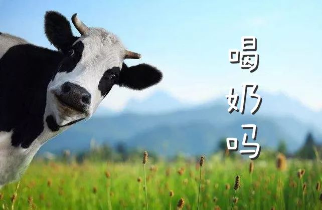 人类与牛和谐共生探索动物保护与农业发展的平衡之道,了解牛在人类历史中的重要作用,共同守护地球家园