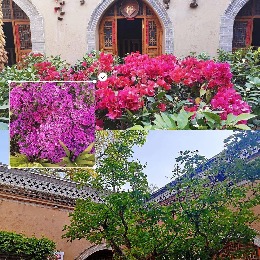 丁香婷婷五月基地绽放盛夏芬芳，五月花香满园，丁香婷婷舞动青春
