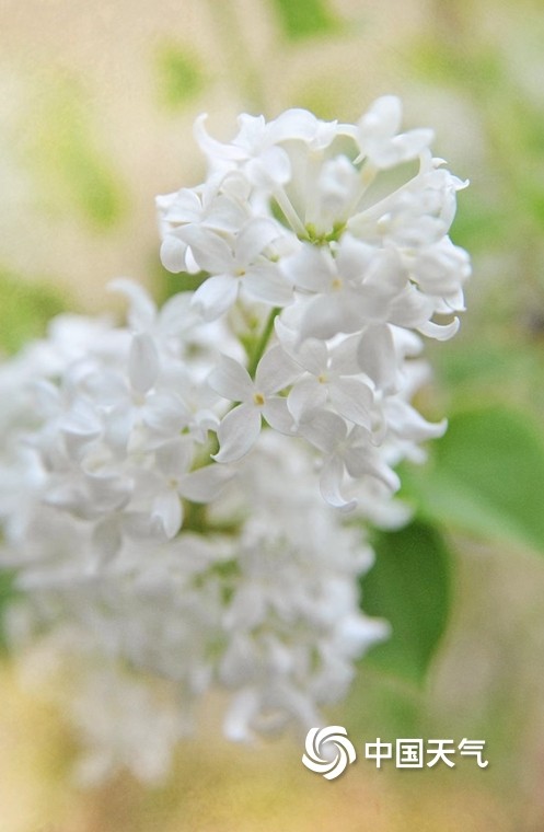 丁香婷婷久久一区二区三区绽放精彩，探索多元魅力，尽享视觉盛宴与独特体验