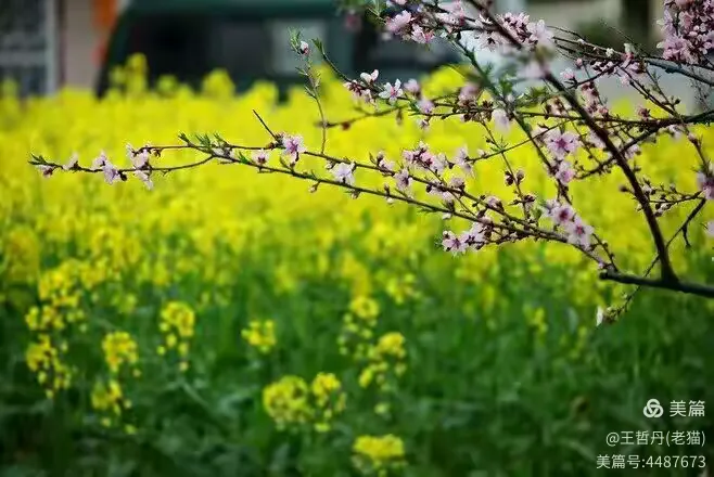 五月丁香激情四射网绽放芬芳，醉人春色，浪漫邂逅不负好时光