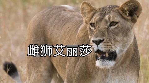 日本黄色大片人和动物交配奇闻异事，揭秘背后真相，探索禁忌之谜