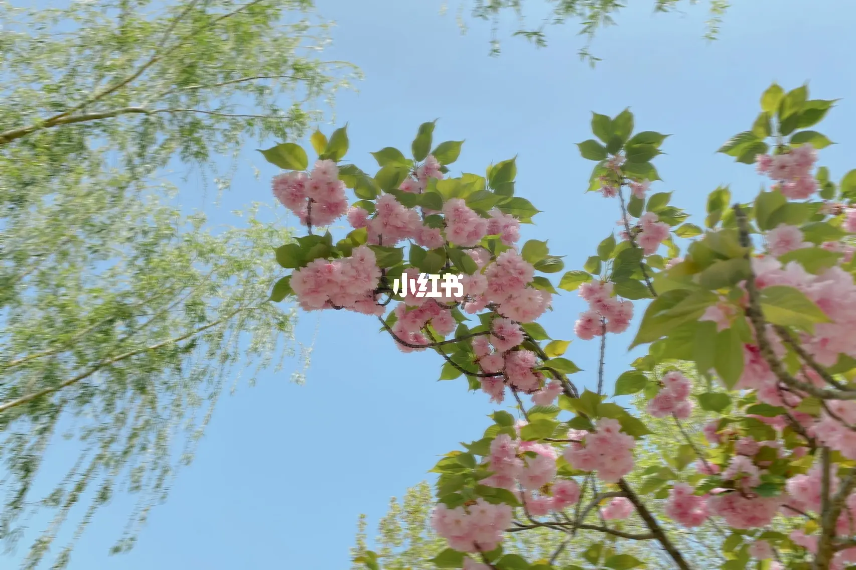 2.伊人久久久久樱花纷飞,春日浪漫,邂逅最美时光