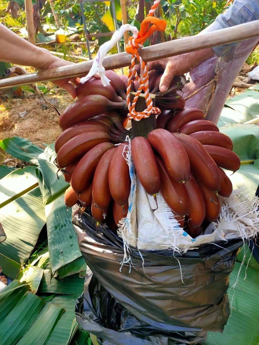 伊人久久大香线蕉aV蕉，大香线蕉aV蕉伊人久久，伊人久久大香线蕉aV蕉精选