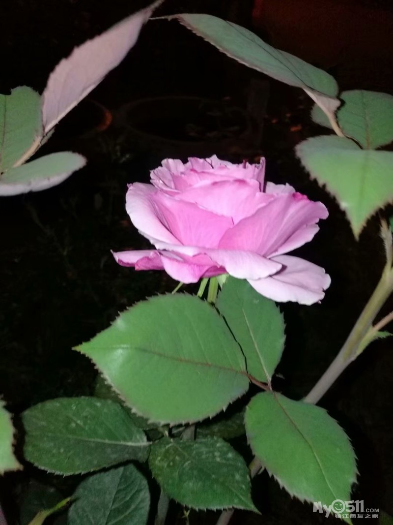 丁香婷婷五月基地绽放盛夏芬芳，五月花香满园，丁香婷婷舞动青春