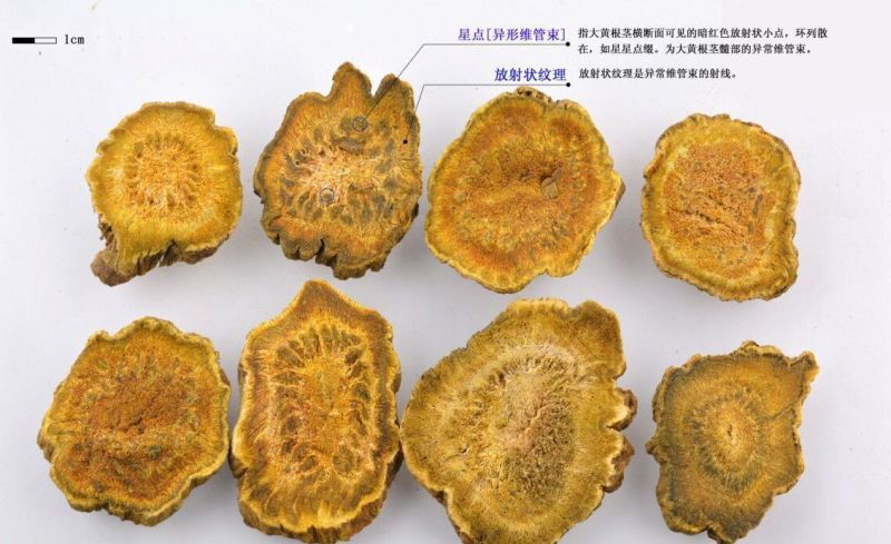 特级大黄AAAA精选优质货源，全国配送，品质保证，厂家直销