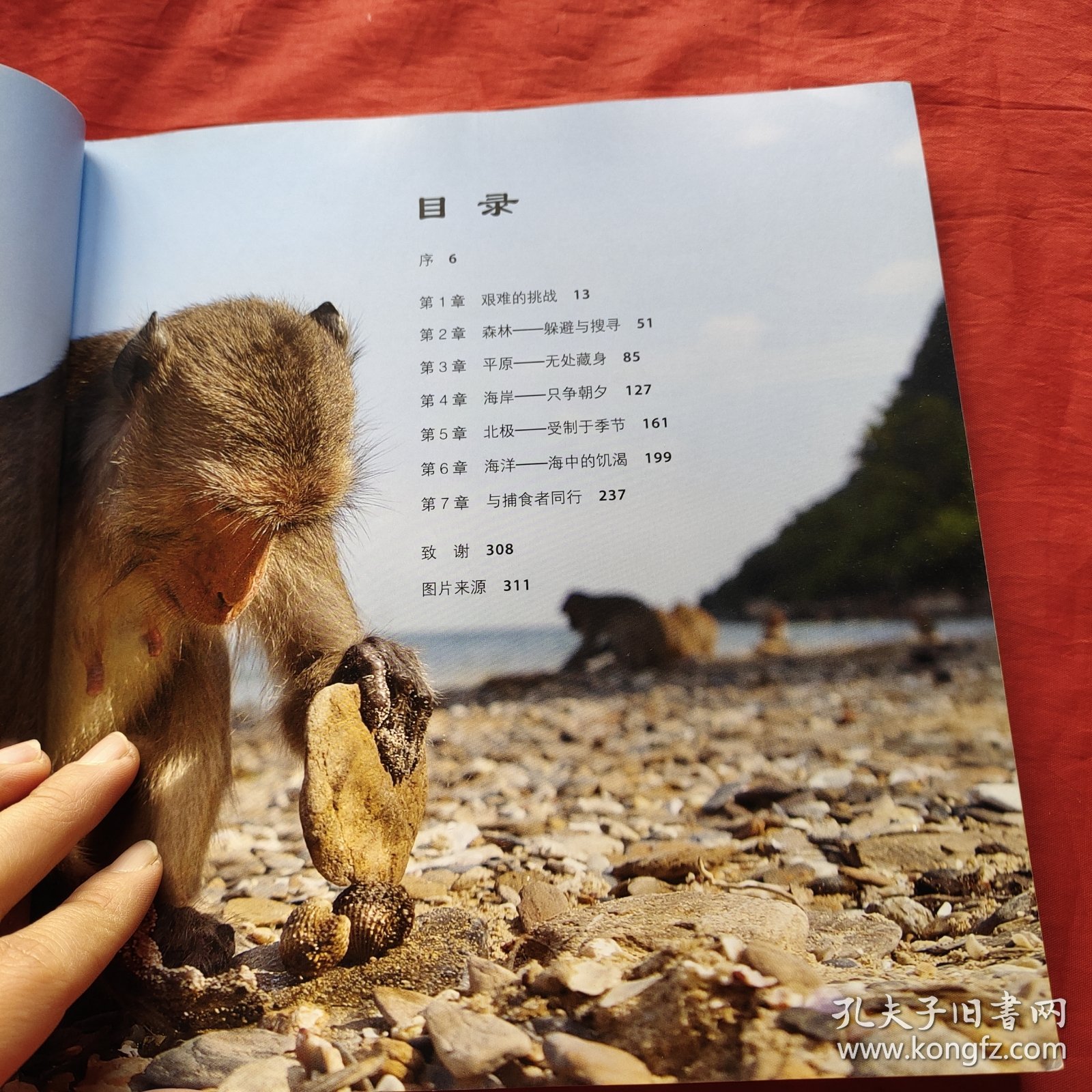 2.无码动物片震撼画面，野生动物生存实录，自然生态纪录片精选