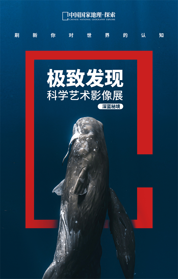 浓毛大泬videos惊艳呈现，探索极致魅力，发现独特视觉盛宴