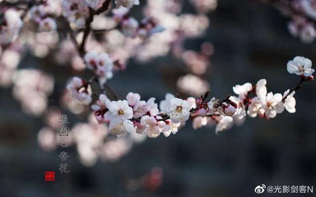 丁香五月色色色色色色色色色色色色色绽放浪漫，缤纷五月花香满园，邂逅最美丁香花季