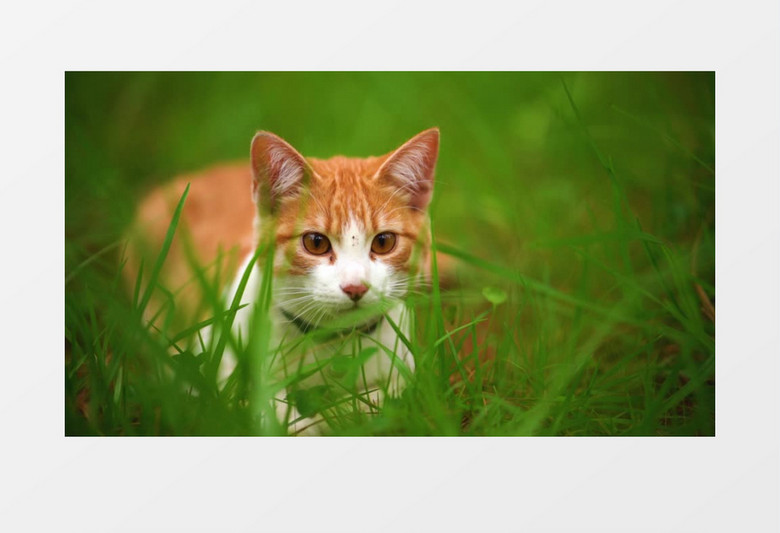1.色猫咪视频在线网站可爱萌宠 1.色猫咪视频在线网站可爱萌宠