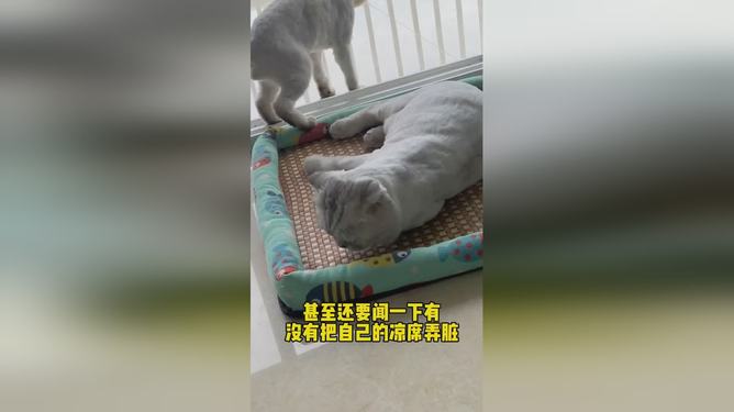 一级a毛是什么如何正确选择一级a毛，了解其特点与用途，避免购买误区