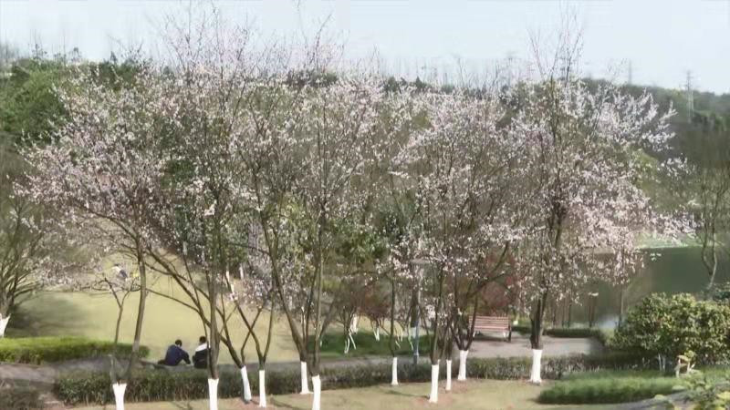 婷丁四月色妞妞春意盎然，花开满园，踏青赏景正当时